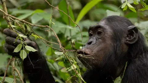 Apes Ingesting an Amount Equal of One Lager Per Day from Overripe Fruits, Research Finds